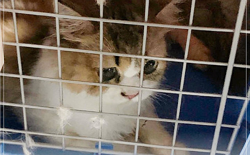 說要善待動物卻嫌改建動物之家太貴 北市議員批柯:言行要一致