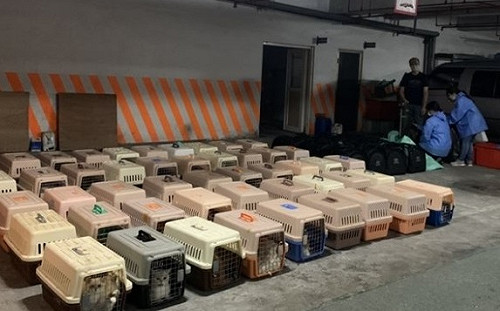 走私貓安樂死  興大獸醫學院院長：支持立即安樂死決定  提8大建議