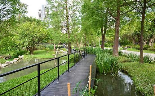 夢幻新景點！大安森林公園落羽松步道體驗不同角度生態美景