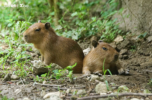 水豚寶寶萌樣曝光！北市動物園傳好消息 水豚家族再添生力軍