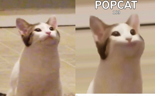 (影)療癒小遊戲「Popcat」風靡全球　本尊原來是牠？