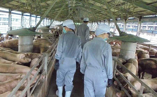 嘉義縣查獲3起疑似豬肉品違規案  送驗皆陰性