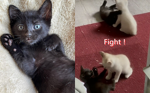 黑貓組v.s.白貓組！「盛大戰場」惹網笑：陰陽大對決！