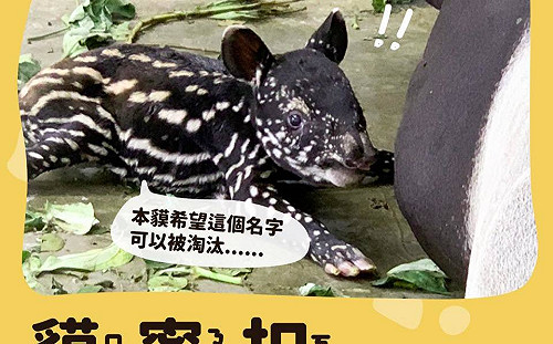 動物園號召幫馬來貘命名 柯文哲參戰：貘寧扣