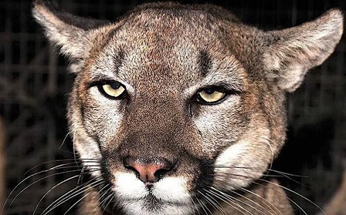 為母則強！ 5歲兒子遭拖行41公尺 加州母親赤手空拳打跑美洲獅