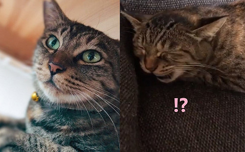 (影)飼主對虎斑貓哼唱牠竟然「對拍回唱」 網驚：好強的音感！