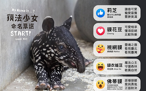「貘法少女」命名活動今下午開跑 「貘花豆」壓倒性領先中