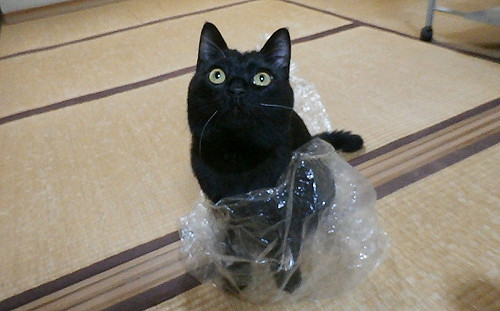 家貓失蹤奴才求助街貓幫忙　結局讓她超級驚訝！