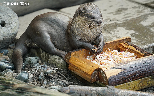 秋天到了！台北動物園吃貨水獺大啃螃蟹 超萌模樣曝光
