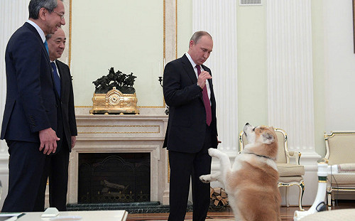 俄盛大舉辦抗日戰爭76年紀念活動 日本網友怒：普丁把「小夢」還回來！