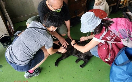 新北塭仔圳重劃區搬遷 動保處助384隻遊蕩犬變為廠家犬