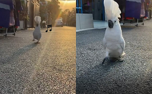 鸚鵡將馬路當伸展台　走出超強律動感網笑：名模轉世？