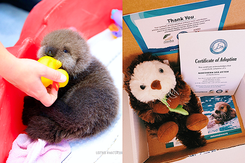 小海獺圓滾滾像隻小煤球　網讚：可愛到不像真的！