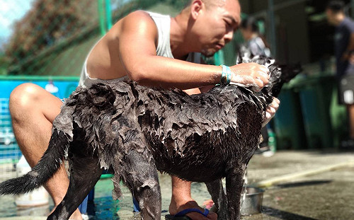 2190天不歇停  新北羅漢志工為3000多隻浪浪洗香香