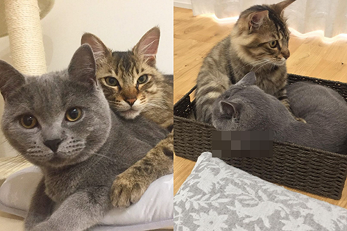 箱子已滿貓咪仍大膽塞進　網笑：擠擠感情更好！