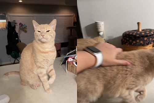 (影)橘貓裝跛腳求關注　奴才識破直呼：為了摸不擇手段！