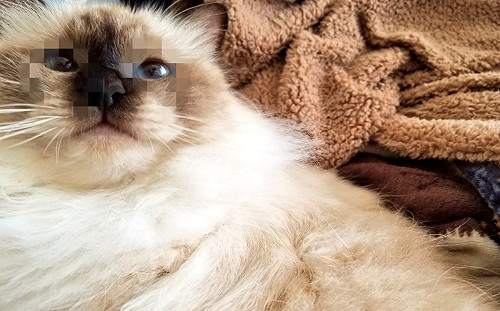 超萌喵星人自備「實毛眼鏡」　網笑：太有特色！