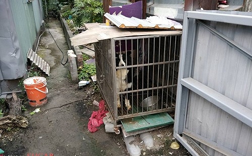 還籠鍊犬活動空間 新北發動市民合力守護鄰里家犬