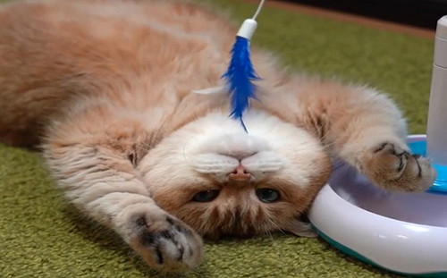 (影)飼主買逗貓器網紅萌貓卻「舉雙手投降」 網笑:在催眠嗎?