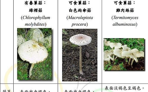 又爆2家族誤食「綠褶菇」！食藥署：中毒恐上吐下瀉加血便