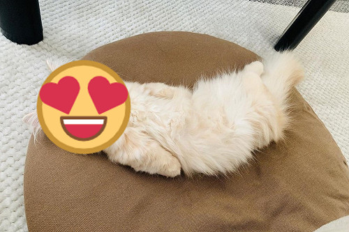 奶油貓翻肚睡覺變「炸蝦」　回頭看奴才：叫我嗎？