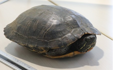 (影) 這烏龜有種!「霸佔」日本成田機場飛機跑道 導致停擺15分鐘