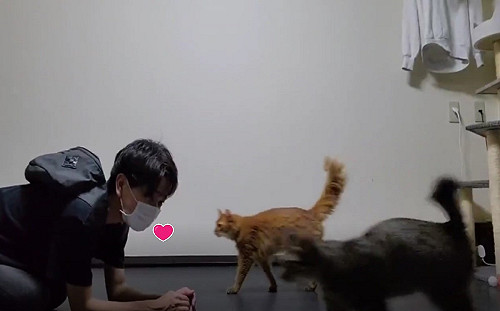 (影)貓奴趴地開心迎接主子卻「被路過」　網笑：串通好的嗎？