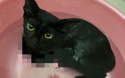 (影)黑貓洗澡變泡澡還折手手　媽讚：脾氣超好！