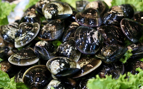 文蛤、台灣蜆傻傻分不清？農委會教1招簡單分辨