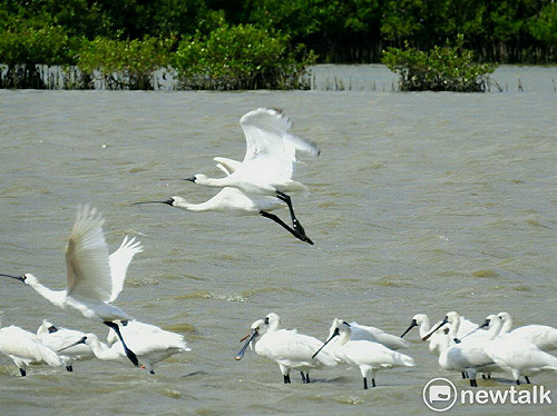 台南發現39隻黑琵捷足先登度冬  黑面琵鷺保育24日登場
