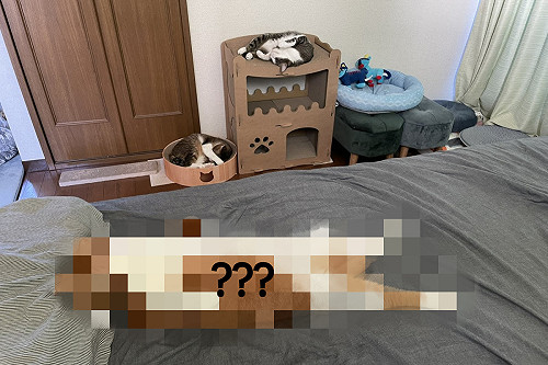 如何分貓年資看睡相就懂？網一看笑：像在看進化過程！