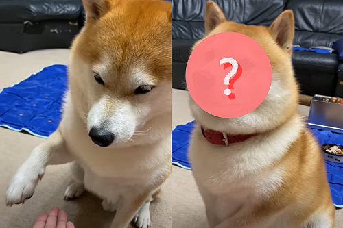 (影)柴柴長大後態度敷衍　握手遊戲卻能玩出「鄙視的味道」！