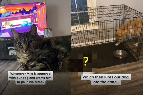 心機貓不願被狗打擾竟出這一招反制