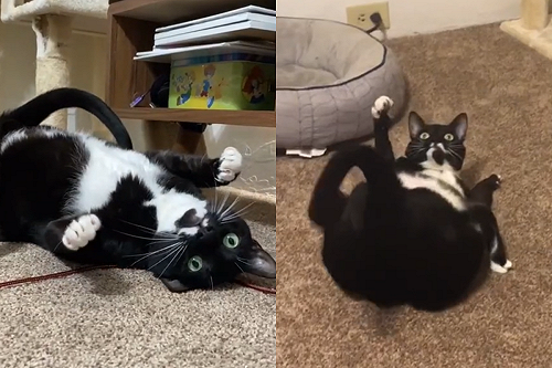 (影)貓玩耍模樣超魔性　網傻：正常嗎？