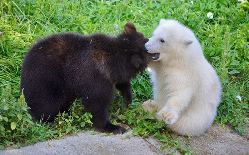 北極熊寶寶遇上小灰熊竟變甜蜜麻吉