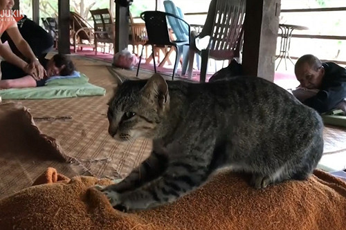 (影)貓咪幫客人按摩　網：費用算罐罐？