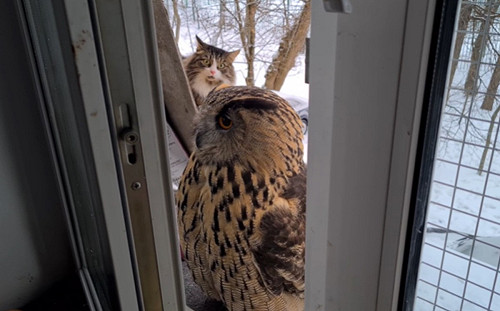 (影)貓頭鷹轉頭嚇跑貓咪：我很怪嗎？