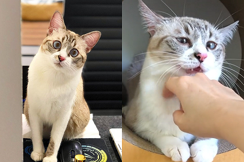 (影)貓遇「神之手」竟露出超酸爽表情！