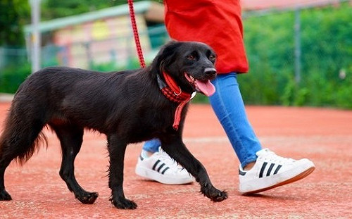 校園犬性情大變愛生氣 新北動保處妙手診治回復乖巧親人
