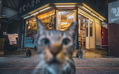 拍街角照竟遭貓搶鏡　他笑：別亂入