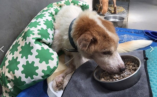 世界保健日 新北動保處傳授毛寶貝2項健康要訣