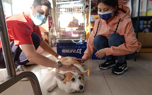 新北38處寵物健康生活站提供6大服務 已服務17萬人次