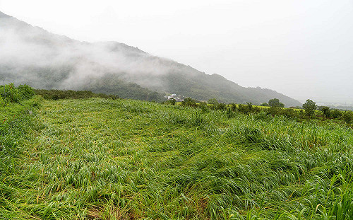 圓規颱風全台農損逾5千萬！農委會：花蓮重災占55%