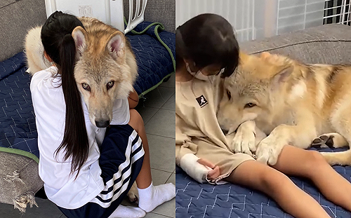 (影)狼犬性格羞如兔！抬眼殺萌倒眾網友