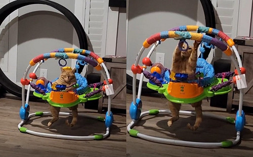 (影)橘貓坐嬰兒椅打哈欠！網笑：很懂用