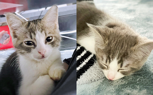 僅見面兩天！小貓饋奴才腳丫睡大覺