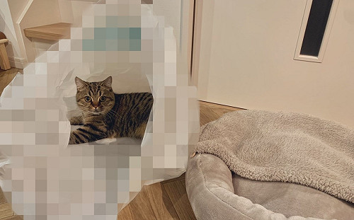 貓捧場新喵窩？奴才騙自己：牠喜歡