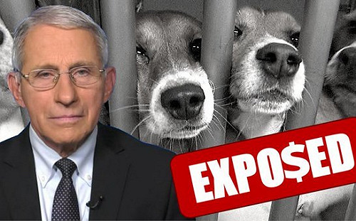 白宮顧問佛奇爆資助殘忍實驗 割幼犬聲帶任活活被叮死