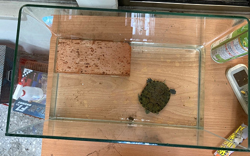 夜市攤販以套烏龜當獎品 新北動保處勒令改善