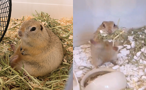 (影)鼠寶炫酷招！耍完竟自己拍手：帥嗎